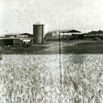 אמנון יוגב בשדה חיטה- שנות ה-50